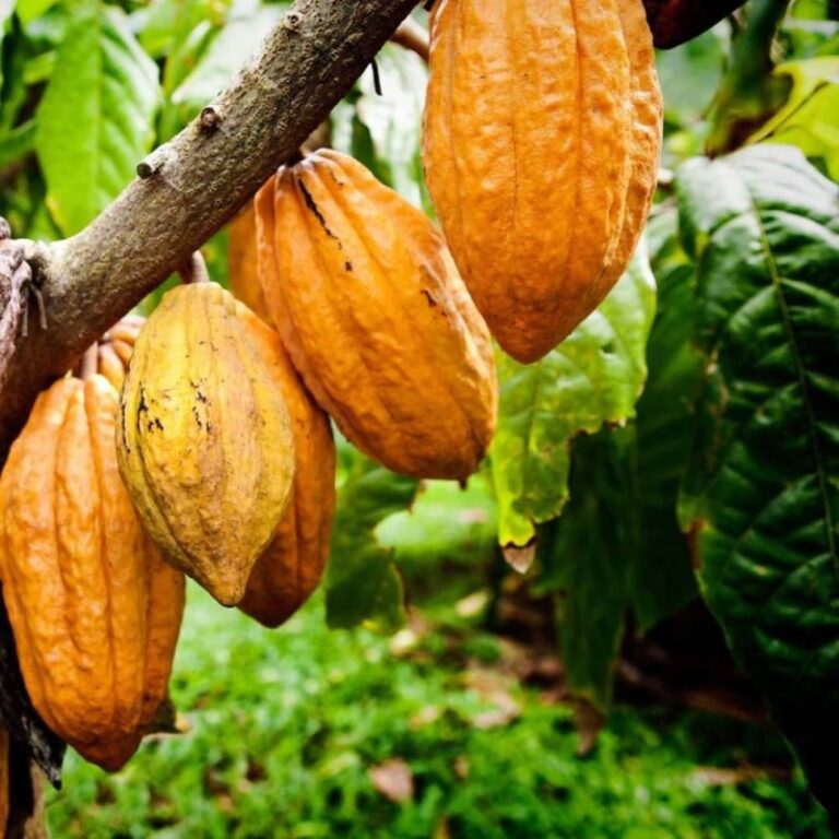Initiative Cacao Côte d’Ivoire-Ghana : un nouveau « Pacte économique » pour un prix rémunérateur et durable au centre d&rsquo;une rencontre à Accra